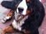 Berner sennenhund Conrad - Conrad