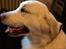 Golden retriever Thea - Ikke det bedste billede, men det viser da hovedformen ok