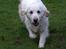 Golden retriever Thea