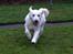 Golden retriever Thea