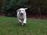 Golden retriever Thea - Glad hund, i fuld fart