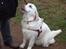 Golden retriever Thea