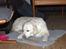 Golden retriever Thea