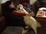 Golden retriever Thea