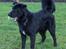Blanding af racer Alfred - 7 mdr. leg i haven