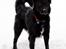Blanding af racer Alfred - 9 mdr. 