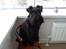Dvaergschnauzer Eddie - Vi har en skammel stående som hundene kan hoppe op på, så de kan holde øje med hele vejen
