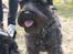 Dvaergschnauzer Eddie - Eddie på tur