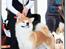 Akita inu Harou Go