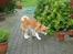 Akita inu Harou Go