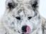 Akita inu Harou Go