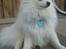 Blanding af racer Amaiya <3 Himmelhund <3