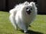Blanding af racer Amaiya <3 Himmelhund <3