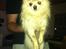 Blanding af racer Amaiya <3 Himmelhund <3