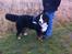 Berner sennenhund Conrad