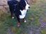 Berner sennenhund Conrad