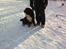 Berner sennenhund Conrad