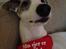 Whippet Liam Emil