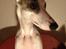 Whippet Liam Emil