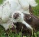 Engelsk springer spaniel Bina