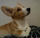 Welsh corgi cardigan Foxie (Arddun Copine Carrot)