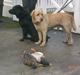 Labrador retriever Buster (himmelhund)
