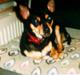 Dvaergpinscher Sandi