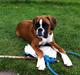 Boxer Carolinekildes Jeanne d'Arc aka JOY
