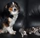 Miniature Australian Shepherd Heartbreakers Blackie