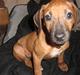 Rhodesian ridgeback Ellemosens U.S Ebba ( Leika )