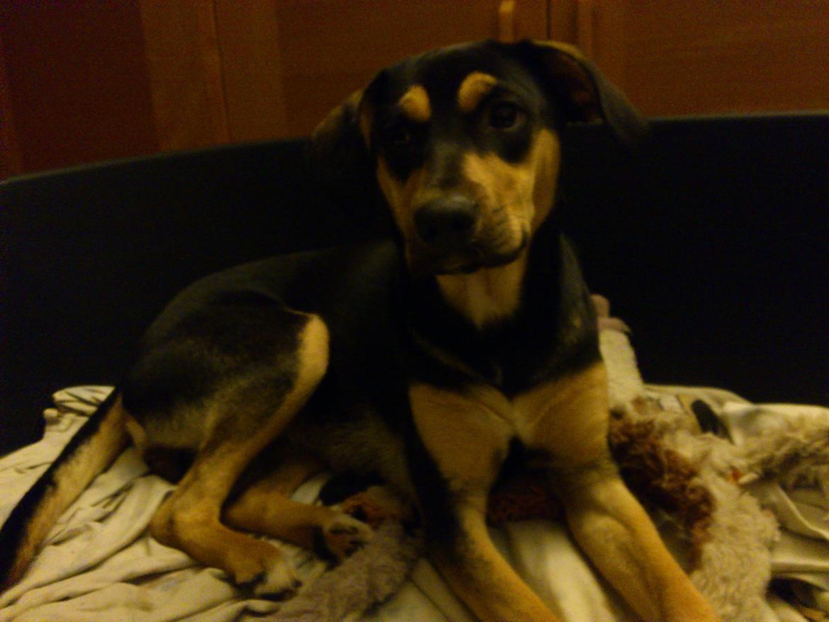 Blanding af racer Diva billede 3