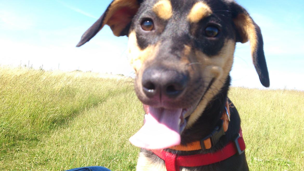 Blanding af racer Diva billede 4