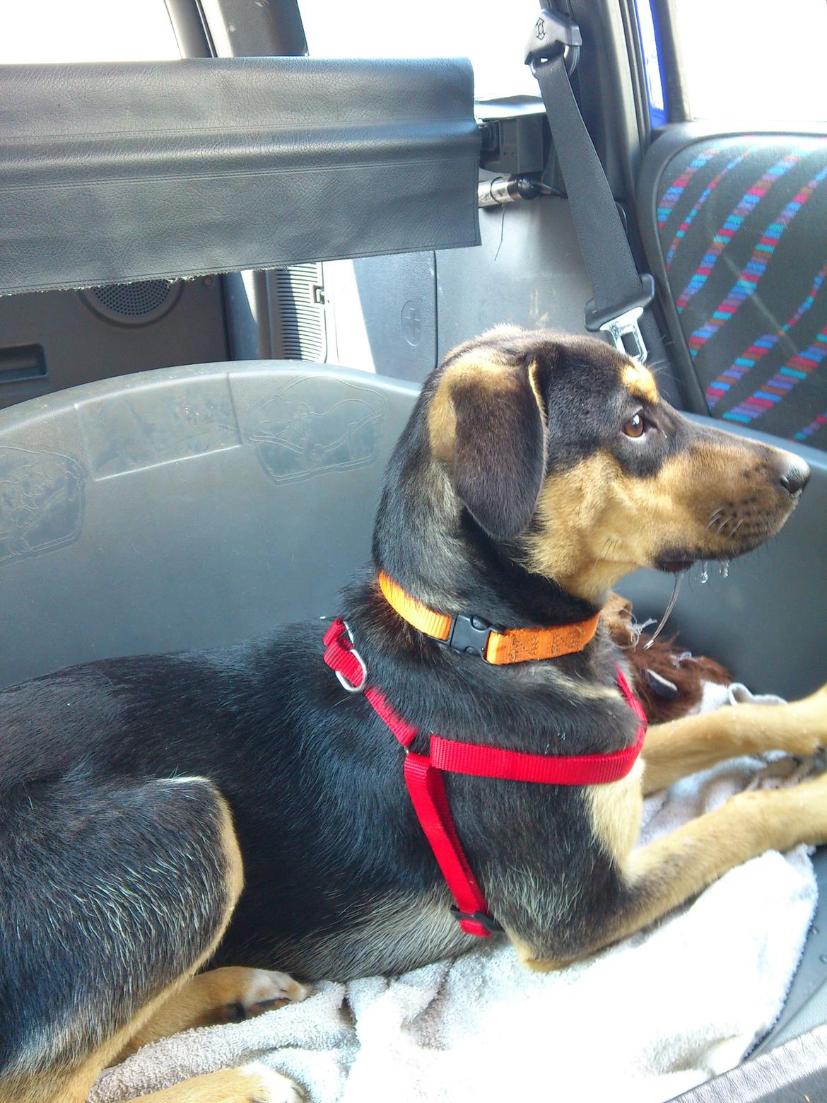 Blanding af racer Diva billede 6