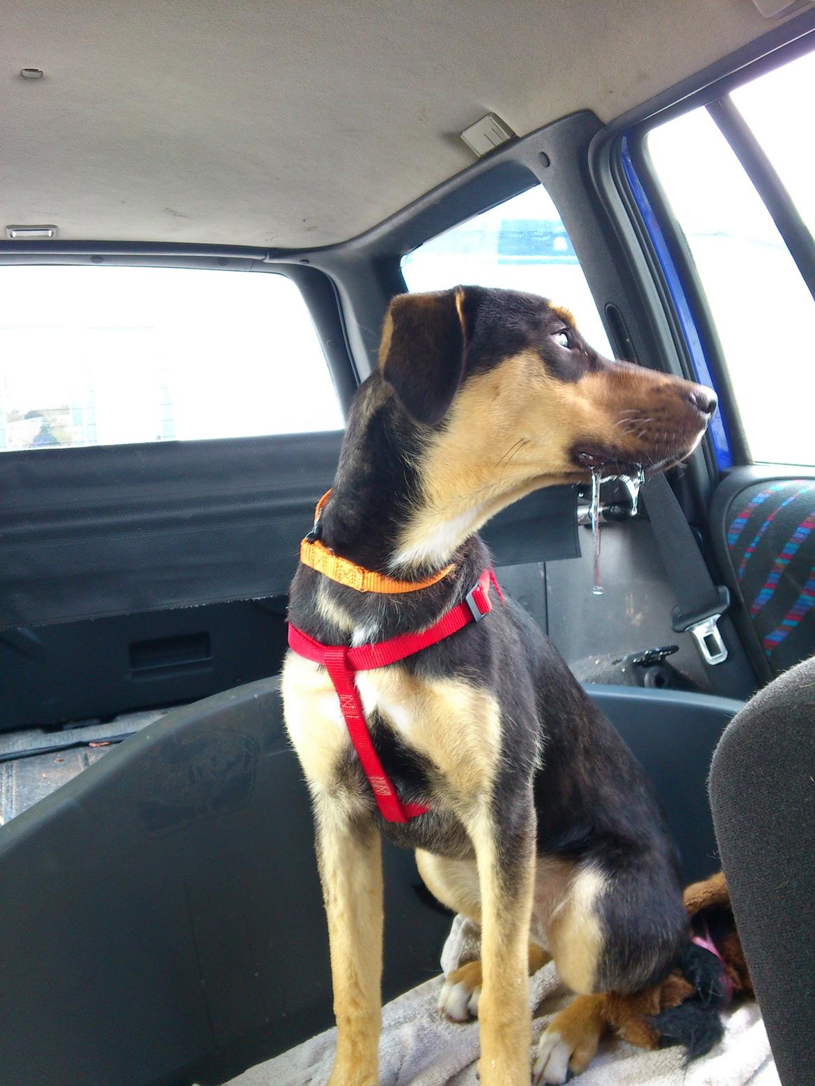 Blanding af racer Diva billede 7