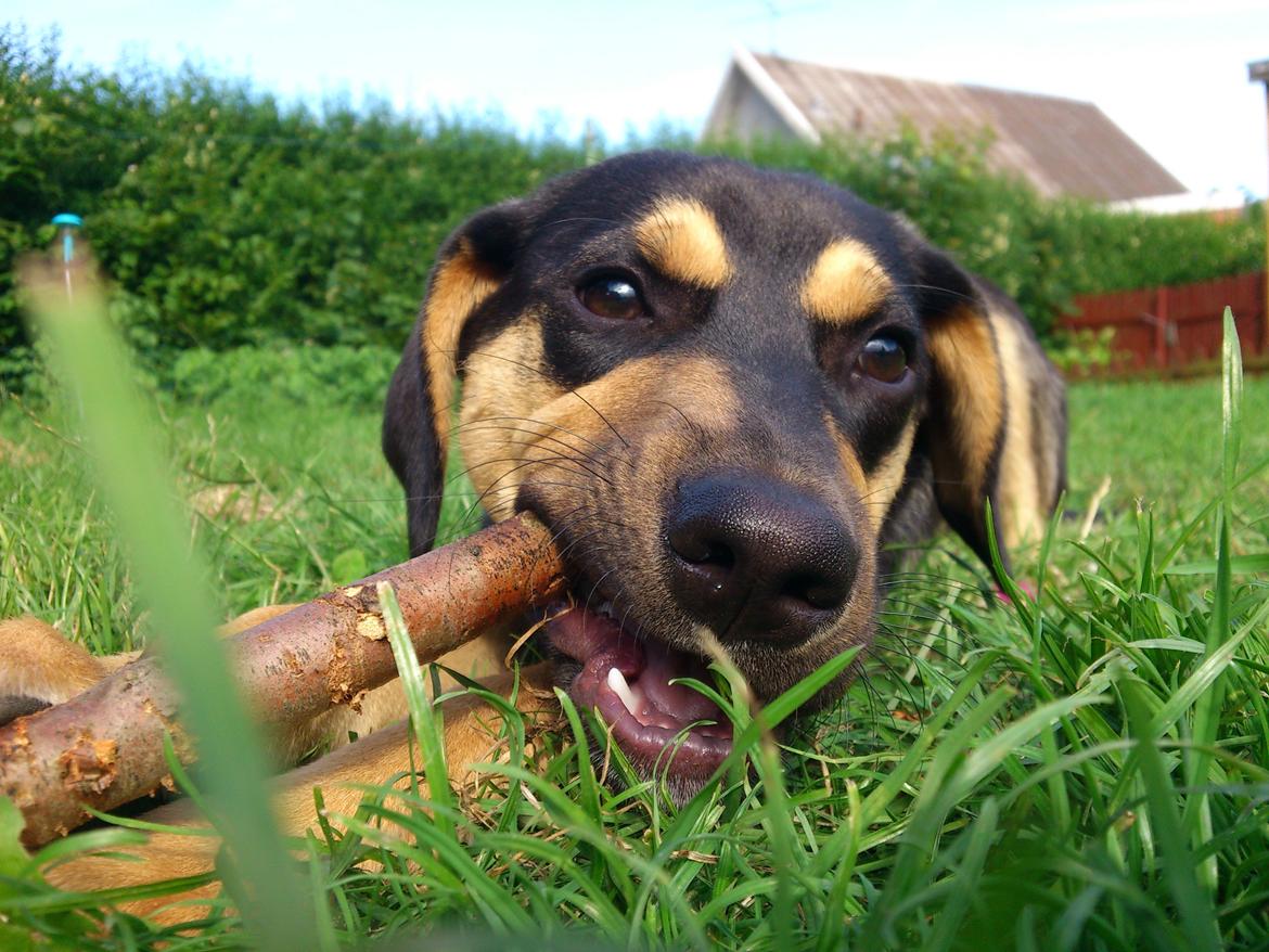 Blanding af racer Diva billede 10