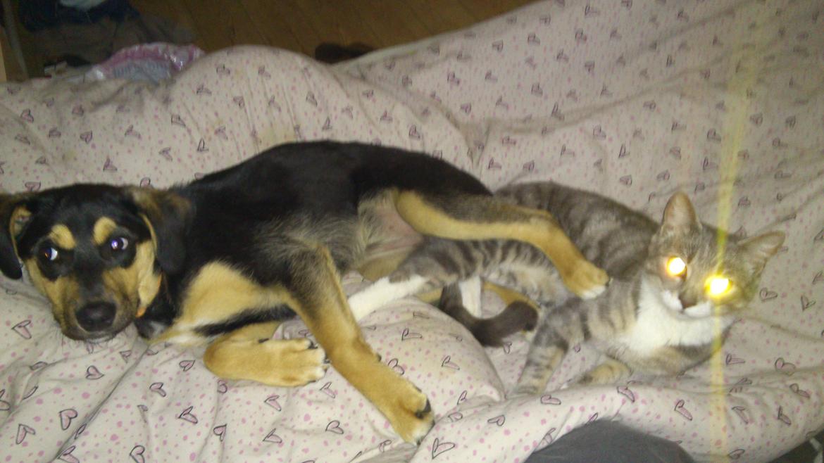 Blanding af racer Diva billede 11