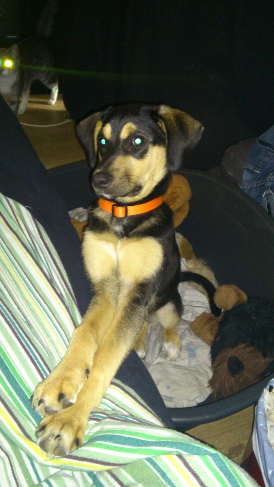 Blanding af racer Diva billede 12