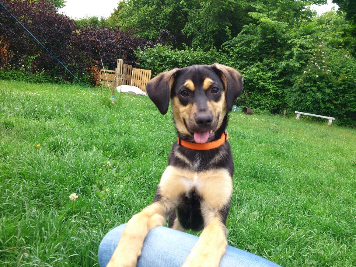 Blanding af racer Diva billede 13