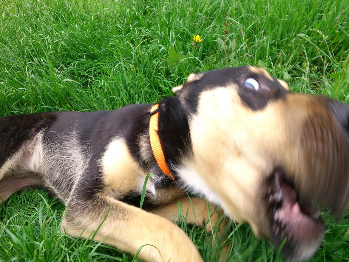 Blanding af racer Diva billede 14