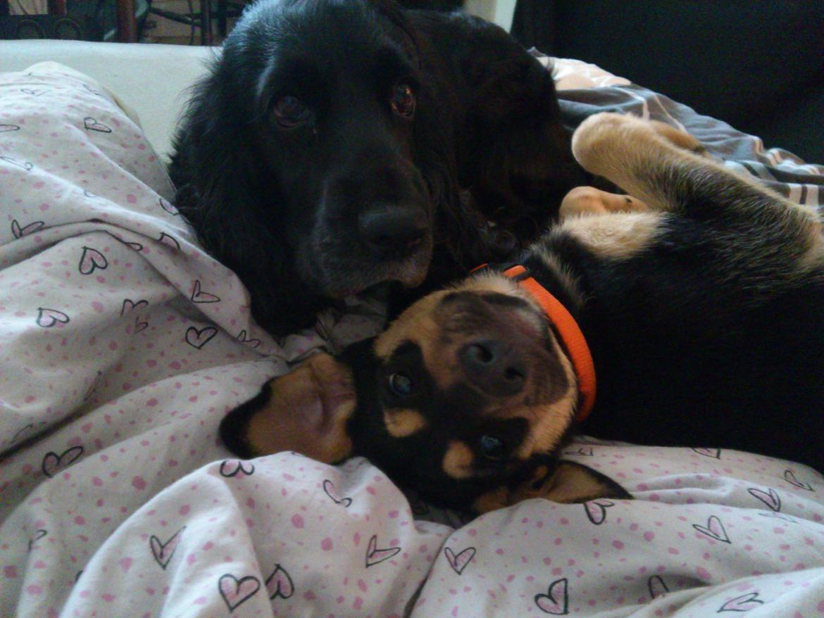 Blanding af racer Diva billede 15