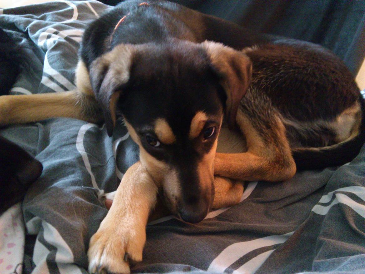 Blanding af racer Diva billede 16