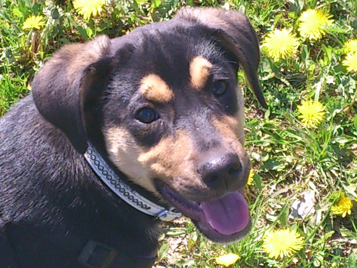 Blanding af racer Diva billede 17