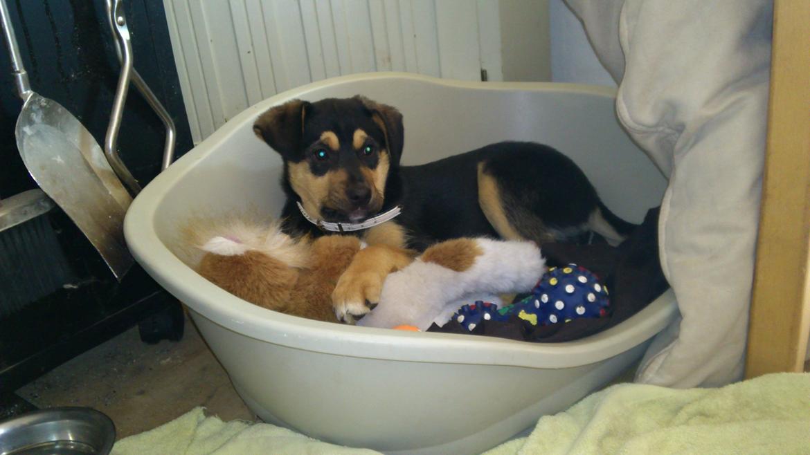 Blanding af racer Diva billede 19