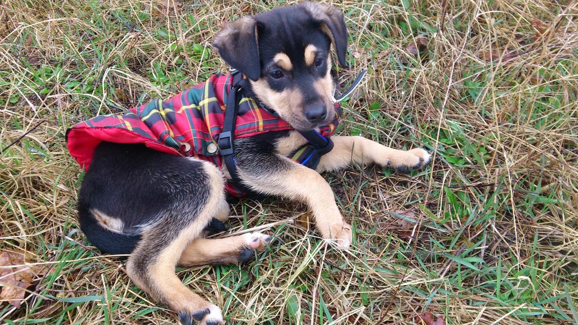 Blanding af racer Diva billede 20