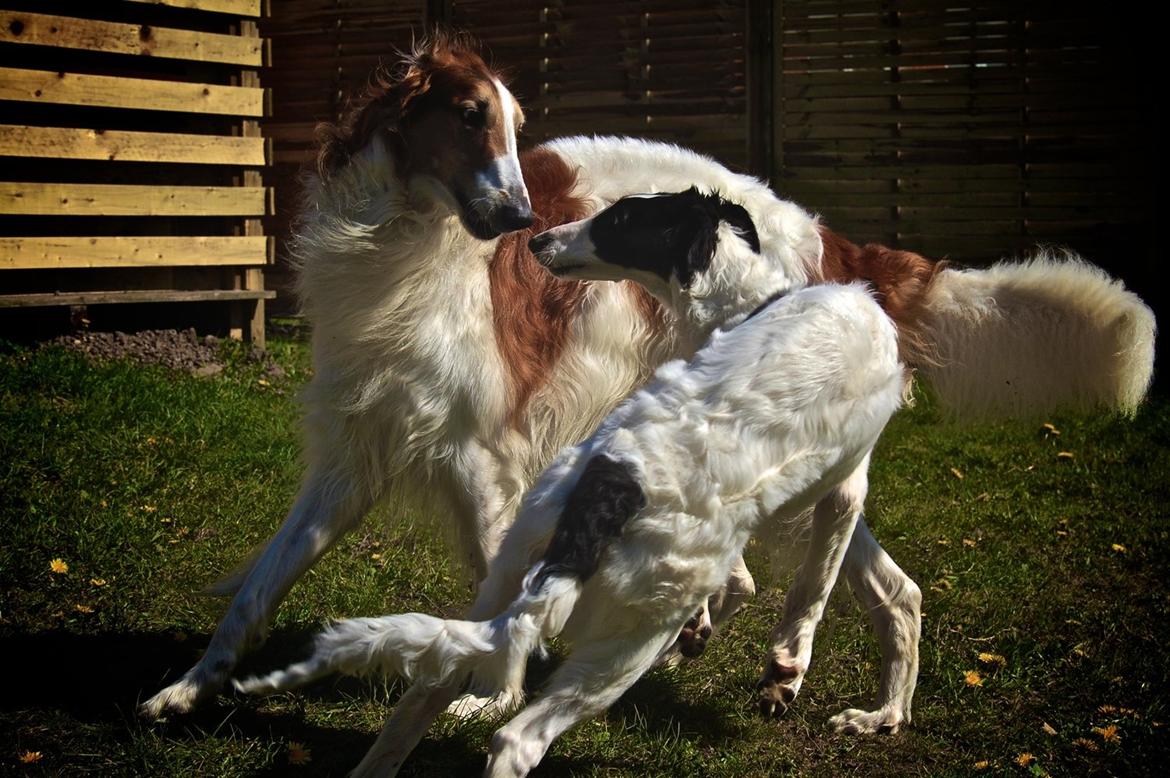 Borzoi Iluznija of Sct. Petersburg billede 1