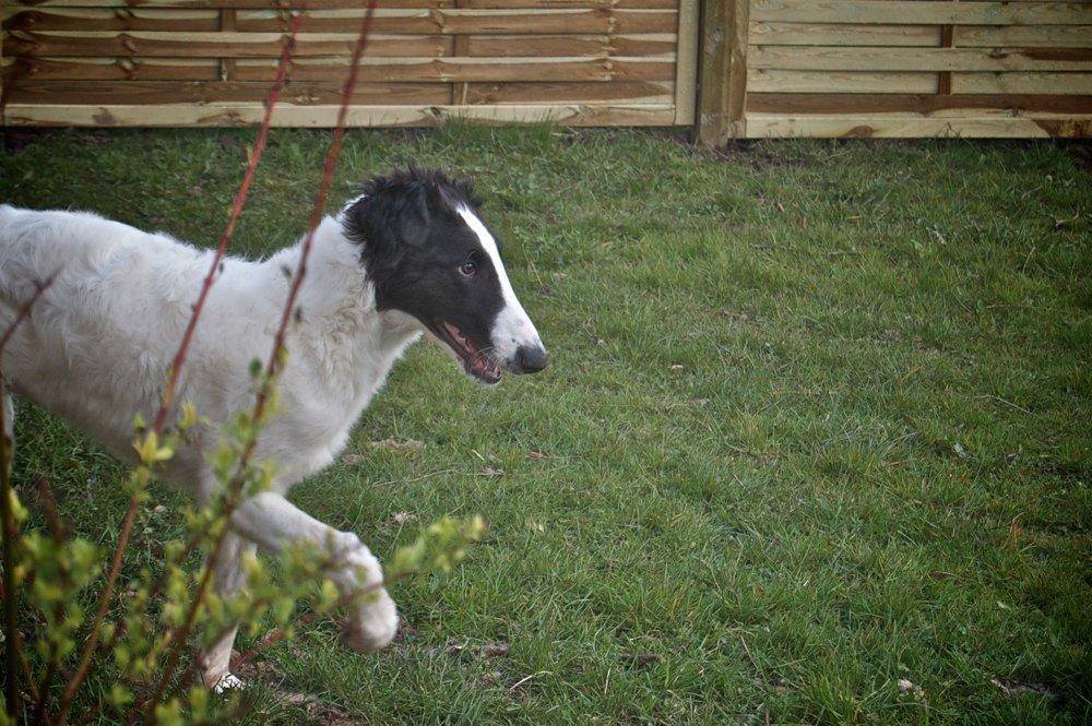 Borzoi Iluznija of Sct. Petersburg billede 2