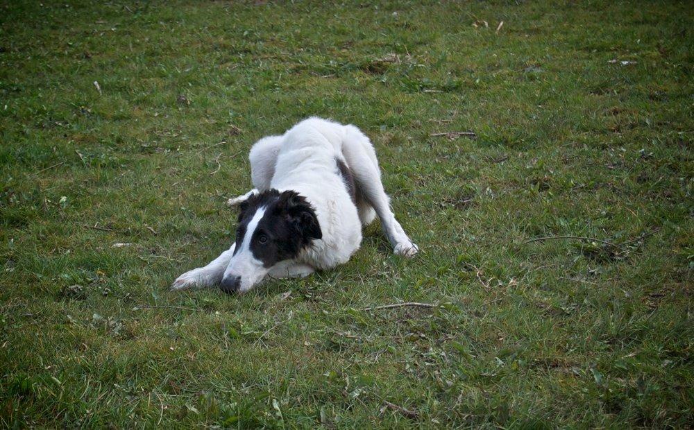 Borzoi Iluznija of Sct. Petersburg billede 3