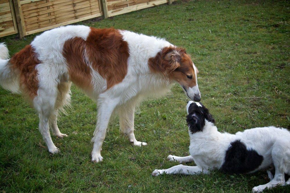 Borzoi Iluznija of Sct. Petersburg billede 4
