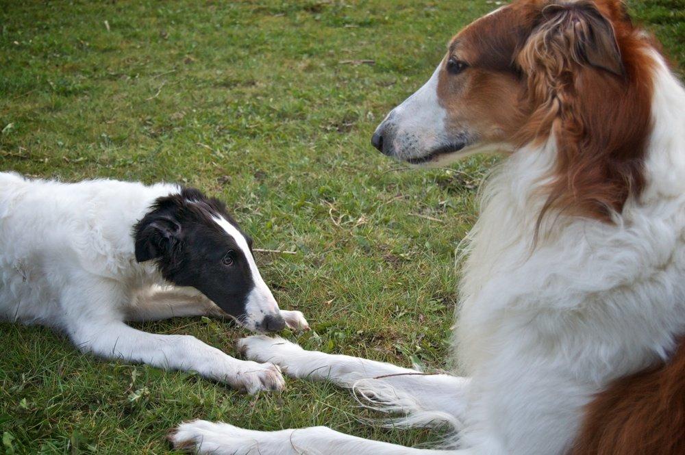 Borzoi Iluznija of Sct. Petersburg billede 5