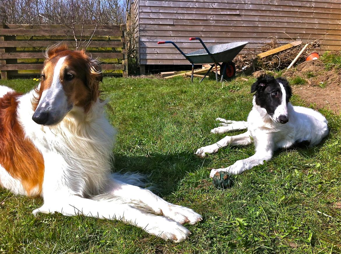 Borzoi Iluznija of Sct. Petersburg billede 6